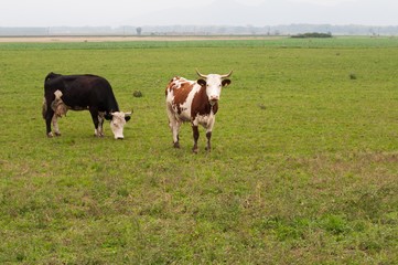 Two cows grazing on a meadow with green grass