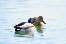 Wild Ducks On The Lake