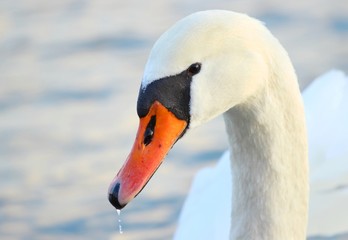 Wall Mural - Beautiful swan