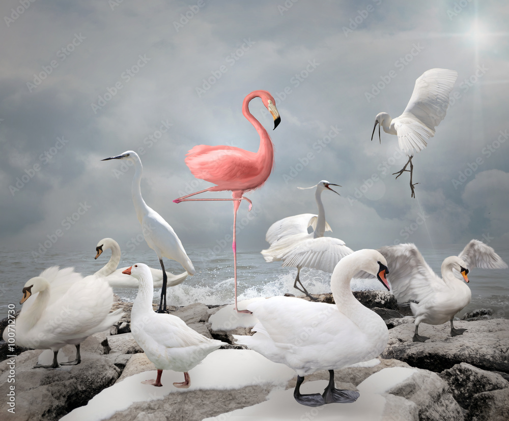 Stand out from a crowd - Flamingo and white birds - obrazy, fototapety, plakaty 