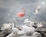 Fototapeta  - Stand out from a crowd - Flamingo and white birds