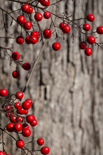 Macro Red Winter Nandina Berries (Heavenly Bamboo) In Front Of Tree Bark