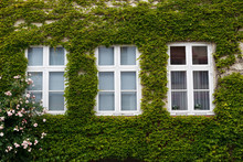 Windows On An Old House Covered With Ivy