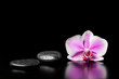 Flower pink orchid with stones on a black background