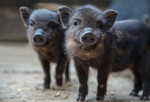 Small Pigs In The Farm. Funny Black Piglet On A Farm Looking At The Camera With Curiosity