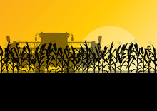 Corn Field Harvesting With Combine Harvester Yellow Abstract Rur
