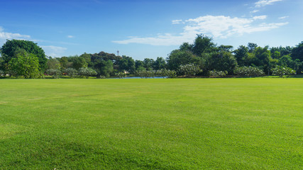 green field with tree