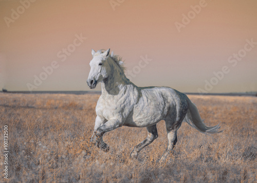 Obraz w ramie Gray horse run forward on the field in the evening