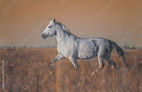 Fototapeta na wymiar Gray horse run