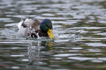 Mallard drake on the water