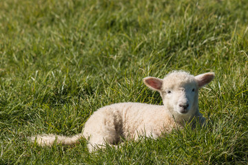 Wall Mural - closeup of lamb resting on spring meadow