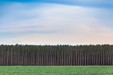 Eucalyptus, soy, sky, lines, forms and colors