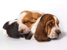 Two Basset Hound Puppies Sleeping Together 