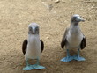 Fou à pieds bleus - Galapagos