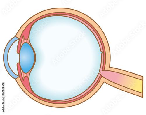 目の断面図 構造 Stock イラスト Adobe Stock