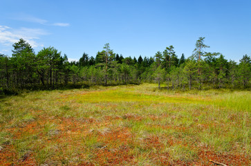 Canvas Print - Hochmoor Viru Raba / Estland
