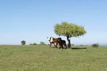 Cows Under Tree Shade
