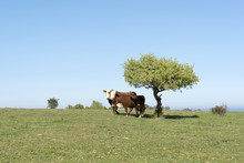 2 Cows Under Tree Shade