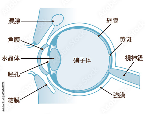 目の断面図 構造 Stock イラスト Adobe Stock