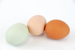 chicken eggs with different color