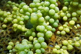 Green alga Caulerpa racemosa sea grape underwater