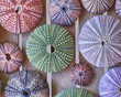 © Dimitrios - various colorful sea urchins on wooden background