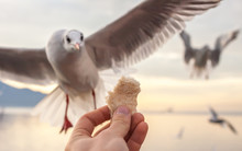 Hand With Food For The Gulls