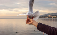 Hand With Food For The Gulls