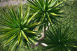 High angle view of Yucca aloifolia spreading leaf tops.