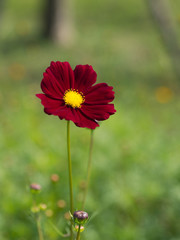 red cosmos flower