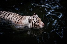 Picture Of A White Tiger Walking In Water