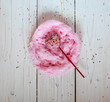 Heart cakepops in the nest made from candy-floss, white background
