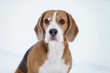 beagle dog outdoor portrait in winter