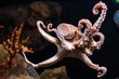 pink octopus with widely spread tentacles