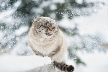 Siberian Cat In The Snow