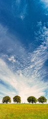 Wall Mural - trees (106) with blue sky and clouds