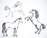 Fototapeta Konie - Horses. Vector drawing