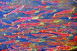 School of Sockeye Salmon migrating to spawning river.
