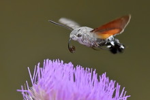 Hummingbird Hawk-moth Hovering Over A Flower (Macroglossum Stell