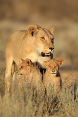 Wall Mural - lioness with young lion cubs (panthera leo) in early morning light, kalahari desert, south africa.