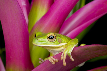 Wall Mural - Giant Tree Frog on Colorful Leaves