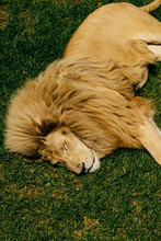 Sleeping Male Lion