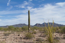 Cactus In The Landscape