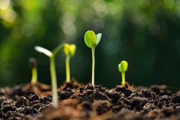 Poster - Young plants in the morning light
