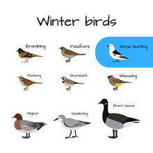 Set Of Vector Colorful Winter Bird Icons.
