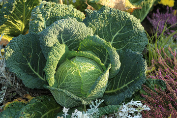 Wall Mural - Wirsing, Brassica oleracea convar. capitata var. sabauda