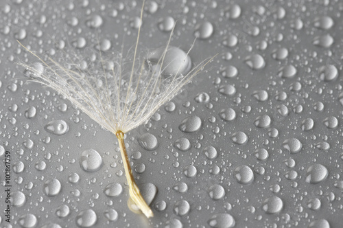 Naklejka na szafę Seed of dandelion