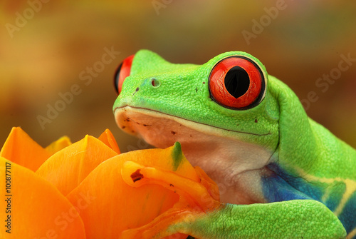 Zdjęcie XXL Portret zielona drzewna żaba z czerwonymi oczami na beżowym tle. Celownik czerwonych oczu
