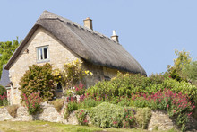 Traditional Thatched Roof Stone Cotswold Cottage With Roses On The Wall And Flowers In The Garden