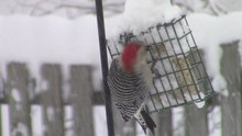 Red-bellied Woodpecker Feeding During Winter Blizzard
